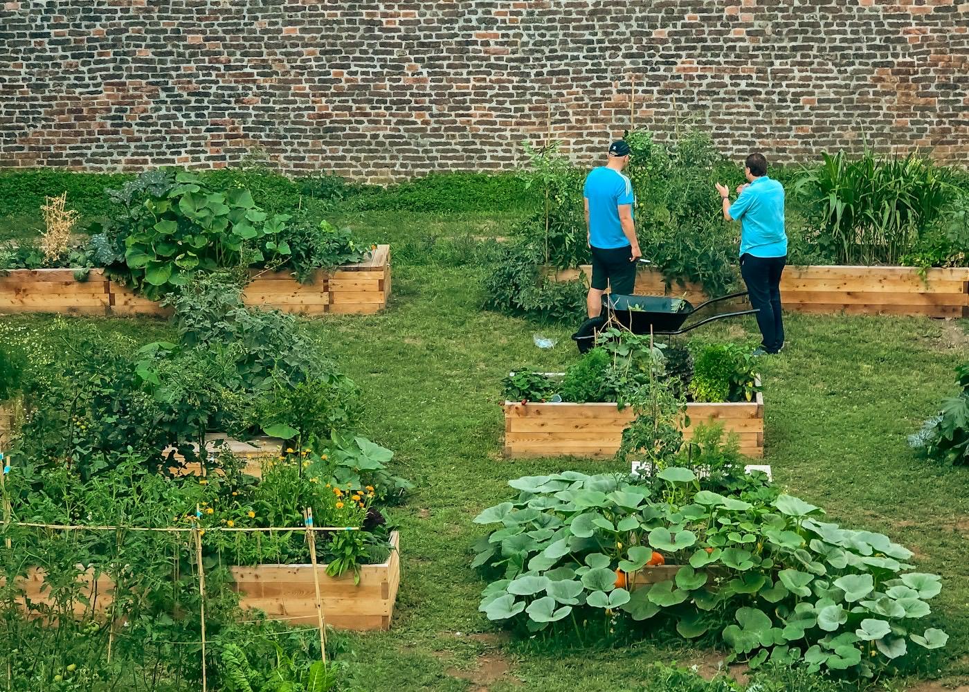 Two people tending wooden raised garden beds